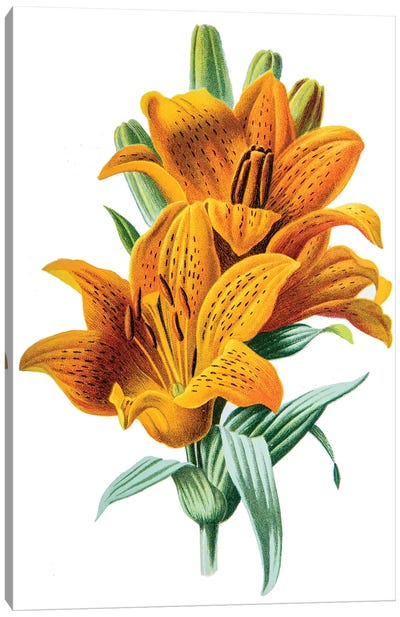 Orange Lily Canvas Art Print - Lily Art