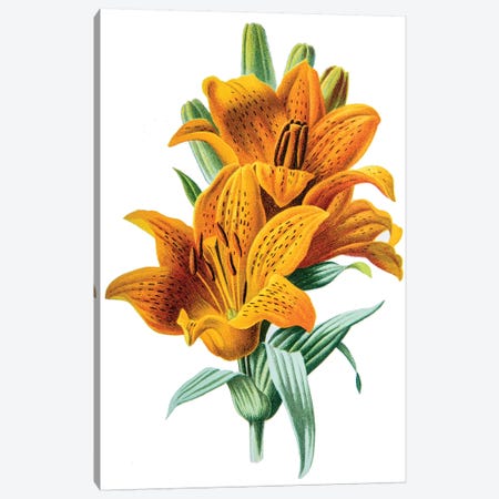 Orange Lily Canvas Print #HUL7} by F. Edward Hulme Canvas Artwork