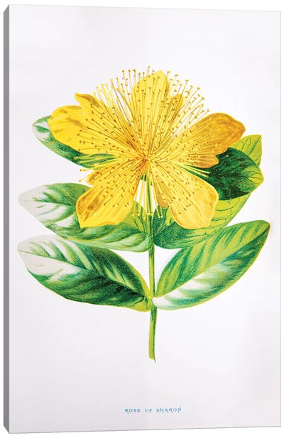 Rose Of Sharon Canvas Art Print - New York Botanical Garden