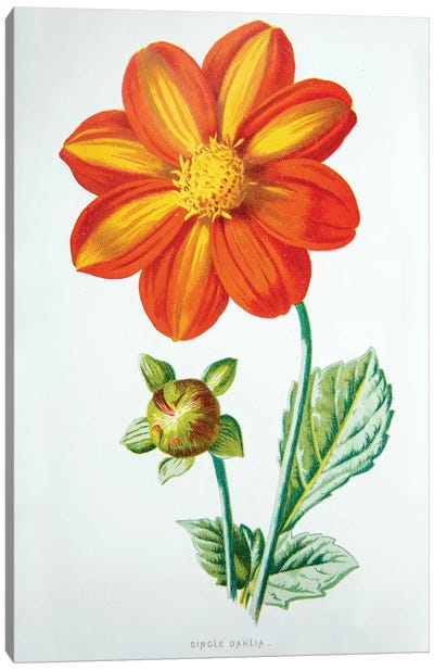 Single Dahlia Canvas Art Print - New York Botanical Garden