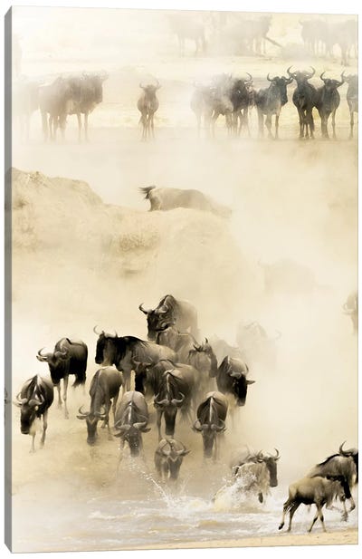 Swarming Canvas Art Print - Antelopes