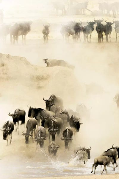 Antelopes: Swarming by Husain Alfraid