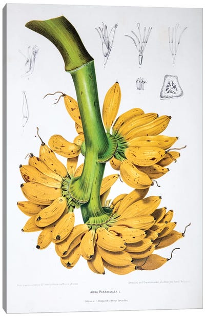 Musa Paradisiaca (Plantain) Canvas Art Print - Home Staging Dining Room