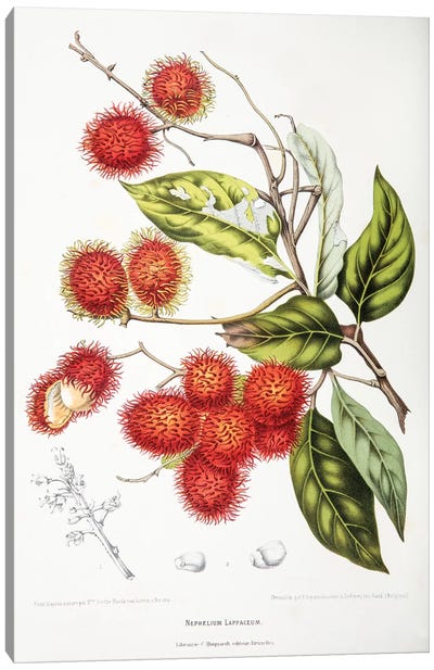 Nephelium Lappaceum (Rambutan) Canvas Art Print