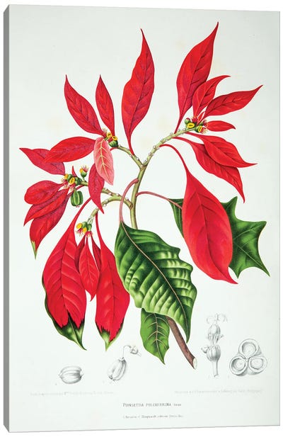Poinsettia Pulcherrima Canvas Art Print - New York Botanical Garden