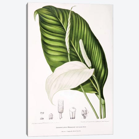 Spathiphyllopsis Minahassae (Peace Lily) Canvas Print #HVN14} by Berthe Hoola van Nooten Art Print