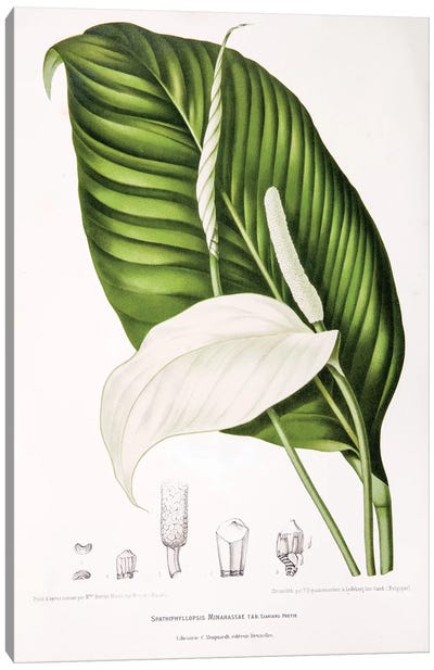 Spathiphyllopsis Minahassae (Peace Lily) Canvas Art Print