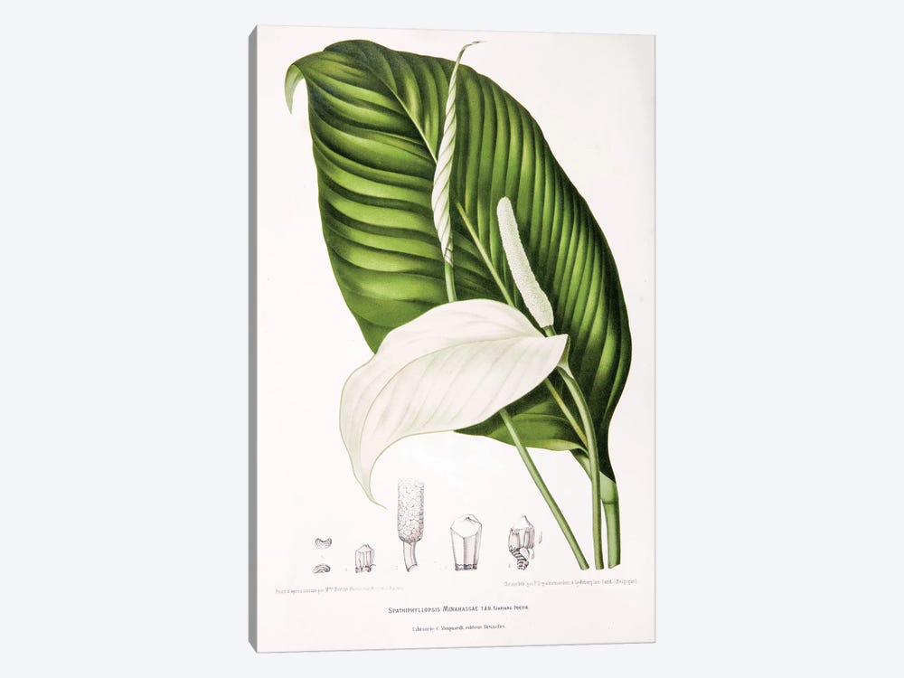 Spathiphyllopsis Minahassae (Peace Lily) by Berthe Hoola van Nooten 1-piece Canvas Wall Art