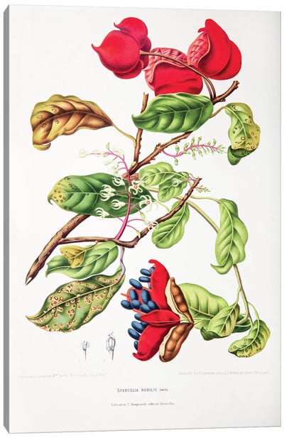 Sterculia Nobilis (Seven Sisters' Fruit) Canvas Art Print - New York Botanical Garden