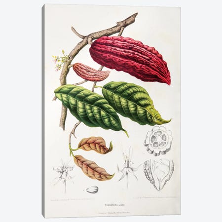 Theobroma Cacao (Cocoa Tree) Canvas Print #HVN16} by Berthe Hoola van Nooten Canvas Print