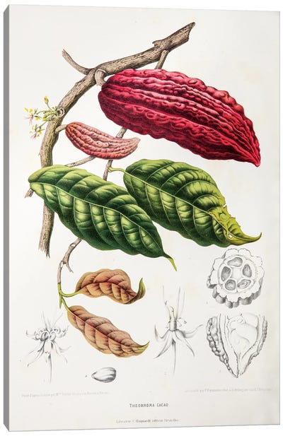 Theobroma Cacao (Cocoa Tree) Canvas Art Print