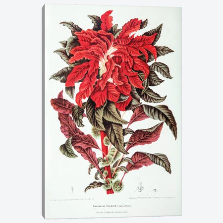 Amarantus Tricolor (Edible Amaranth) Canvas Print #HVN1} by Berthe Hoola van Nooten Canvas Artwork