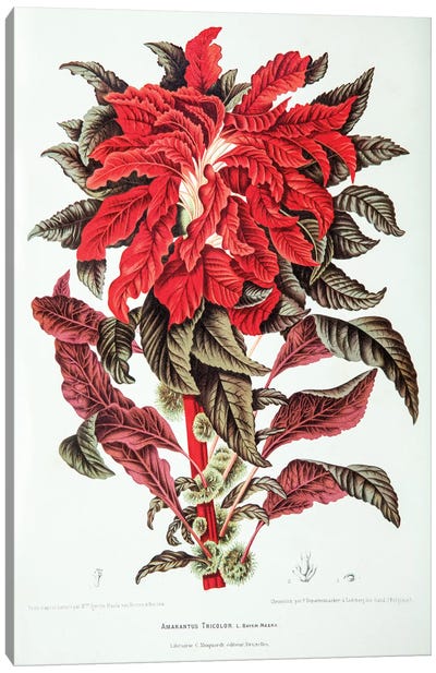 Amarantus Tricolor (Edible Amaranth) Canvas Art Print