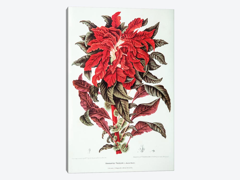 Amarantus Tricolor (Edible Amaranth) by Berthe Hoola van Nooten 1-piece Canvas Art