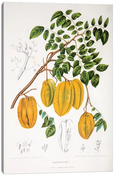 Averrhoa Bilimbi Canvas Art Print - Fruit Art