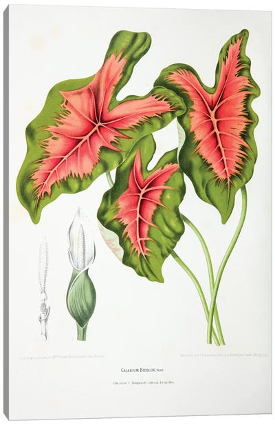 Caladium Bicolor (Elephant Ear) Canvas Art Print - Plant Art