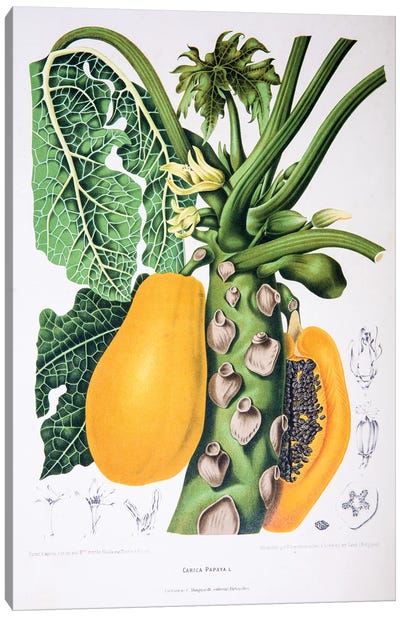 Carica Papaya Canvas Art Print - Plant Mom
