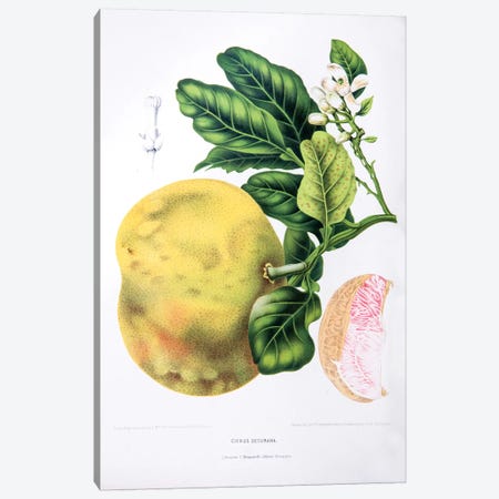 Citrus Decumana (Pomelo) Canvas Print #HVN6} by Berthe Hoola van Nooten Canvas Art Print