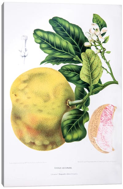 Citrus Decumana (Pomelo) Canvas Art Print - Fruit Art