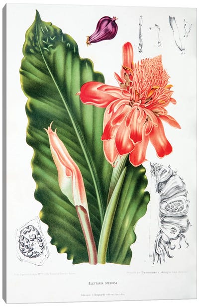 Elettaria Speciosa (Torch Ginger) Canvas Art Print - Plant Mom