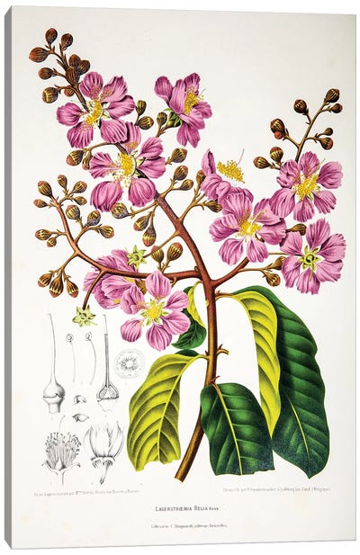 Lagerstroemia Regia (Queen's Crape-Myrtle) Canvas Art Print - New York Botanical Garden