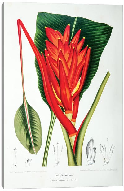 Musa Coccinea (Scarelt Banana) Canvas Art Print - New York Botanical Garden
