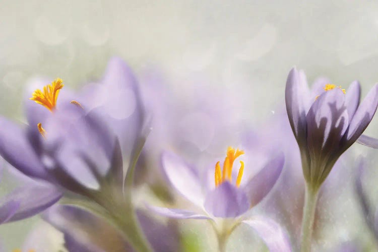 Spring Flowers by Heidi Westum wall art