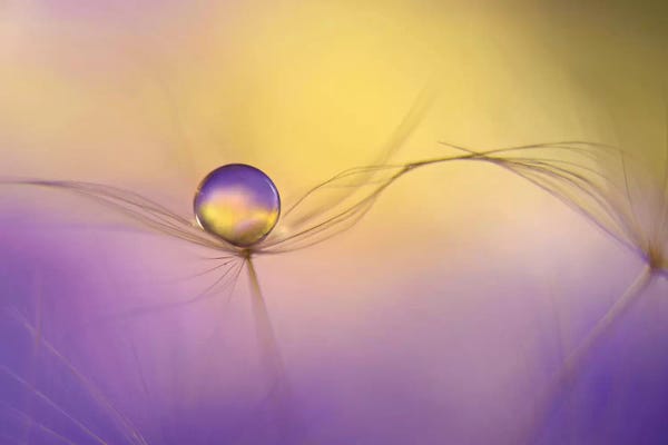 Heidi Westum: In Arms by Heidi Westum