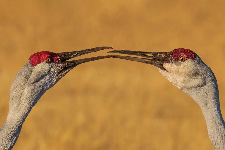 The Kiss by Hanping Xiao wall art