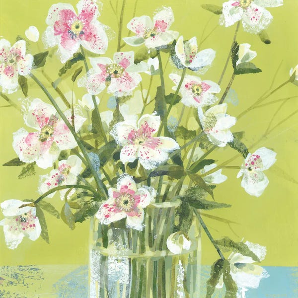 Spring Hellebores