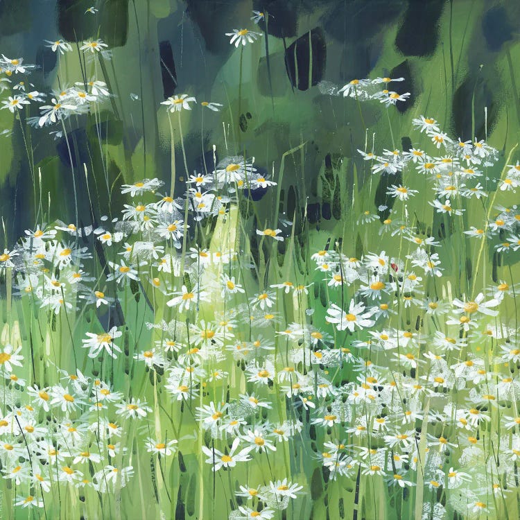 Daisies Along Boundary Lane by Claire Henley wall art
