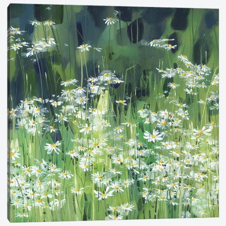 Daisies Along Boundary Lane Canvas Print #HYC27} by Claire Henley Art Print