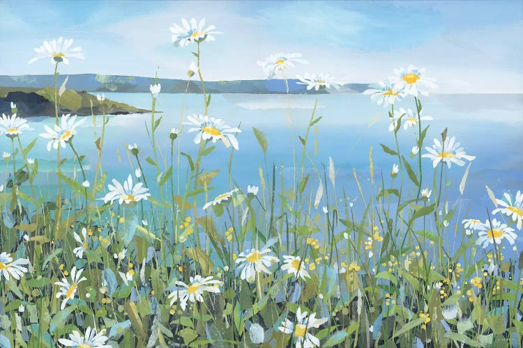 Daisies, Portscatho