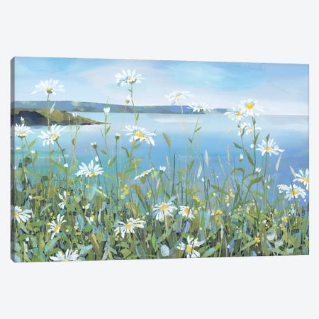 Daisies, Portscatho Canvas Print #HYC49} by Claire Henley Canvas Wall Art
