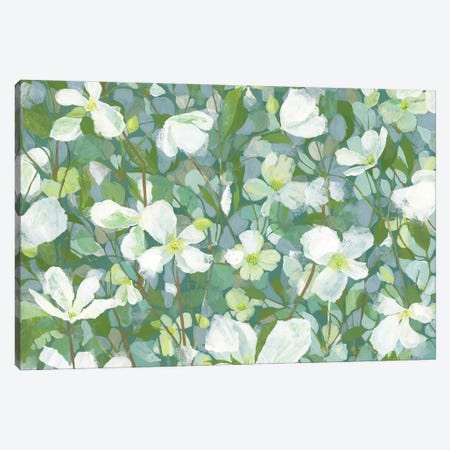 Clematis Canvas Print #HYC4} by Claire Henley Art Print