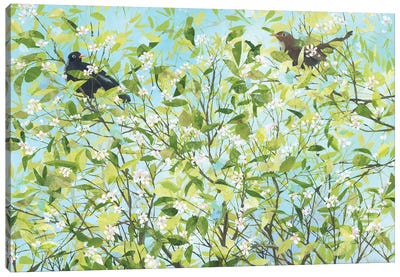 Blackbird Love Canvas Art Print - Claire Henley