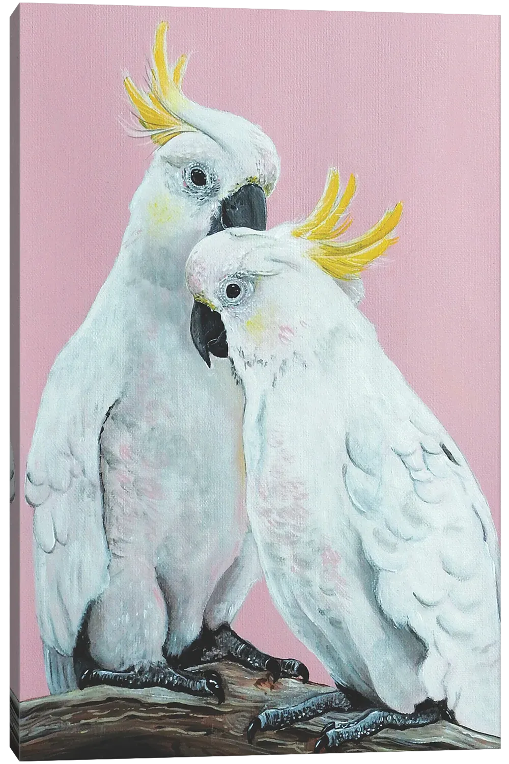 White Sulphur Cockatoos Canvas Print #HYM30} by Heylie Morris Art Print