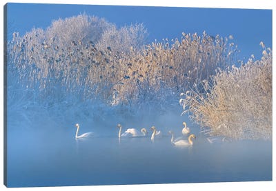 Blue Swan Lake Canvas Art Print