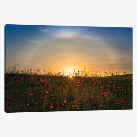 Red Poppies And Sunrise Canvas Print #HZH23} by Hua Zhu Canvas Print
