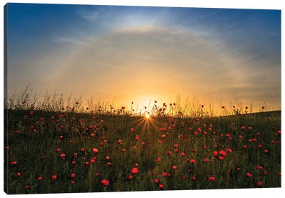 Red Poppies And Sunrise Canvas Art Print