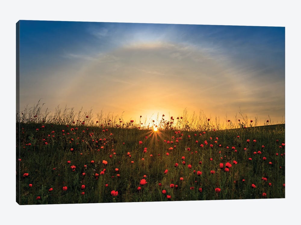 Red Poppies And Sunrise 1-piece Canvas Print