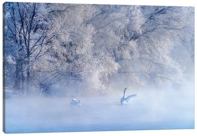 Swan Lake Canvas Art Print - 1x Scenic Photography