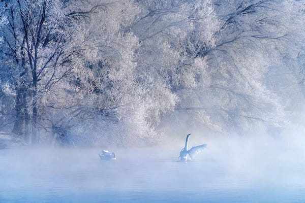 Scenic & Landscapes: Swan Lake by Hua Zhu