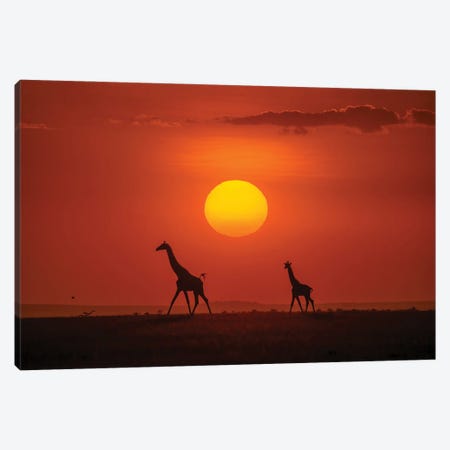 Giraffes In The Sunset Canvas Print #HZH33} by Hua Zhu Canvas Artwork