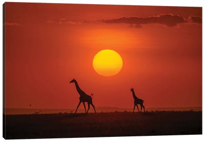 Giraffes In The Sunset Canvas Art Print