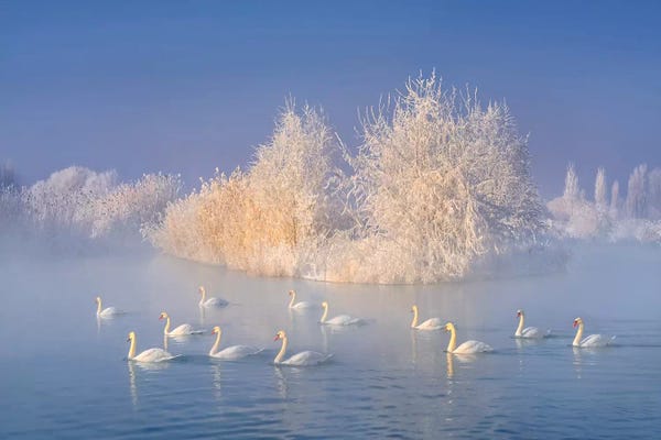 Scenic & Landscapes: Swan Lake by Hua Zhu