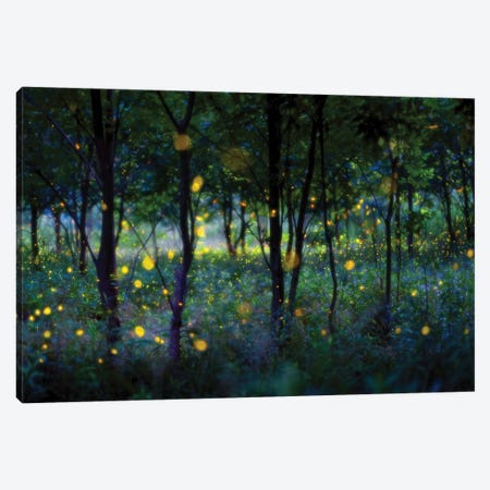 Magic Fireflies Canvas Print #HZH43} by Hua Zhu Art Print