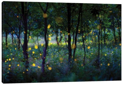 Magic Fireflies Canvas Art Print - Forest Art