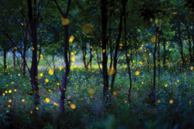 Magic Fireflies