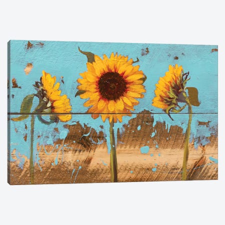 Sunflowers On Wood IV Canvas Print #IAF19} by Sandra Iafrate Canvas Art